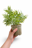 Hand holding a potted plant against a white background