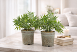 Two potted plants on a wooden table in a living room setting.