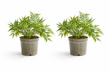 Set of 2 - Artificial Bamboo Palm Plant in Pot | Indoor Tabletop Decorative Plant